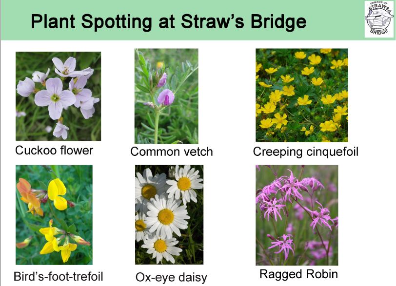 plant spotting sheet